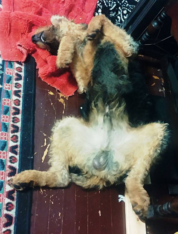 Perfecting the Airedale Sleeping Position